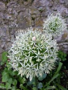 allium stipitatum mount everest