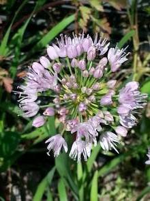 allium thunbergii