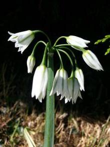 allium triquetrum