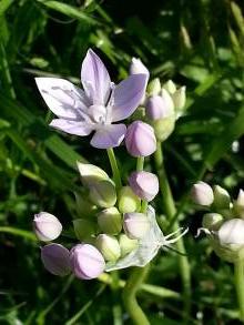 allium unifolium