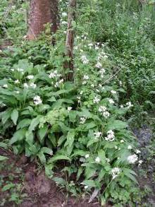 allium ursinum