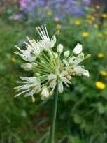 allium victorialis cantabrica 1