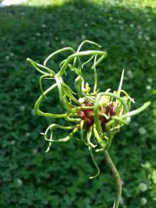 alliaceae 
     allium 
     vineale 
     Hair 
     ail des vignes