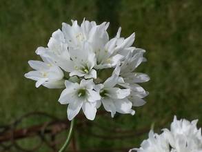 allium zebdanense