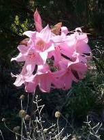 amaryllidaceae 
     amarcrinum 
      
     Howardii 
     amarcrinum