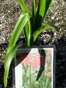 amaryllidaceae 
     amarine 
     tubergenii 
     Zwanenburg 
     amarine