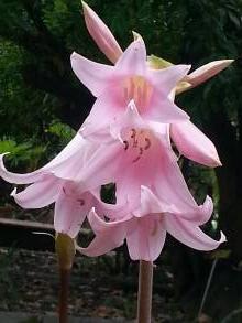 amaryllis belladonna