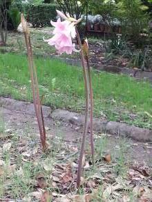 amaryllis belladonna