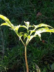 amorphophallus nepalensis