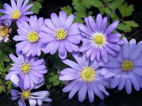 anemone blanda blue shades