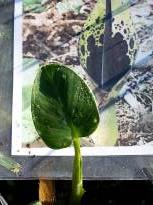 araceae 
     arum 
     dioscoridis 
      
     arum