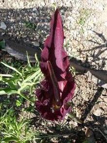 araceae 
     arum 
     dracunculus 
      
     arum