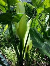 araceae 
     arum 
     maculatum 
      
     arum, pied de veau, gouet maculé