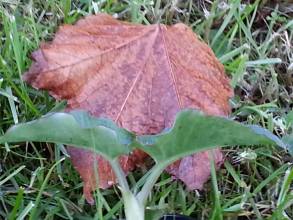 araceae 
     arum 
     pictum 
      
     arum, gouet peint