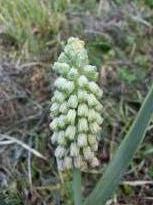 hyacinthaceae 
     bellevalia 
     paradoxa  
     Alba 
     bellevalia