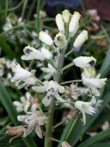 hyacinthaceae 
     bellevalia 
     romana 
      
     bellevalia