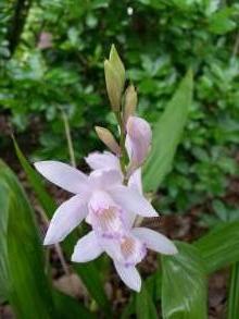 orchidaceae 
     bletilla 
     striata 
     Alba 
     blétille, orchidée terrestre