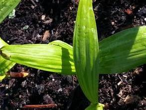 orchidaceae 
     bletilla 
     striata 
      
     blétille, orchidée terrestre