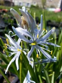 hyacinthaceae 
     camassia 
     cusickii 
      
     camassia, lys des Indiens