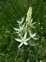 hyacinthaceae 
     camassia 
     leichtlinii  
     Alba 
     camassia, lys des Indiens