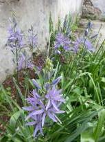 hyacinthaceae 
     camassia 
     leichtlinii  
     caerulea 
     camassia, lys des Indiens