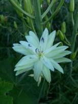 hyacinthaceae 
     camassia 
     leichtlinii  
     Semiplena Alba 
     camassia, lys des Indiens