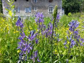 hyacinthaceae 
     camassia 
     quamash 
      
     camassia, lys des Indiens