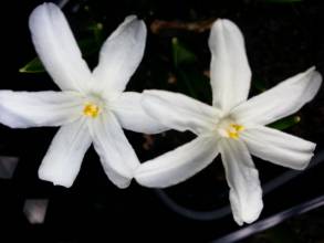 hyacinthaceae 
     chionodoxa 
      
      
     chionodoxa