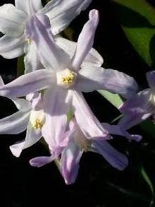 hyacinthaceae 
     chionodoxa 
      
     Pink Giant 
     chionodoxa