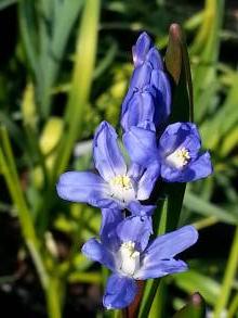 hyacinthaceae 
     chionodoxa 
     sardensis 
      
     chionodoxa