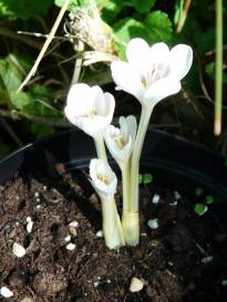 colchicum autumnale album