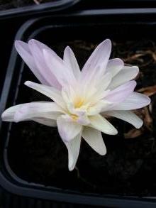 colchicum autumnale pleniflorum