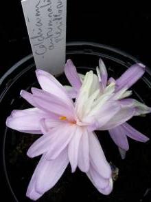 colchicum autumnale pleniflorum