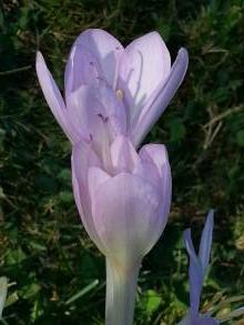 colchicaceae 
     colchicum 
     byzantinum 
      
     colchique