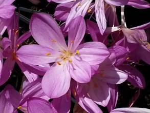 colchicum cilicicum purpureum