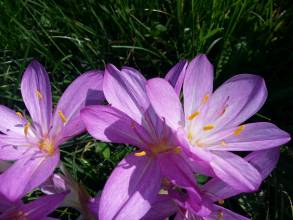 colchicum cilicicum purpureum