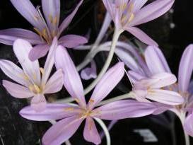 colchicaceae 
     colchicum 
     tenorii 
      
     colchique