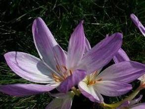 colchicaceae 
     colchicum 
      
     The Giant 
     colchique géant