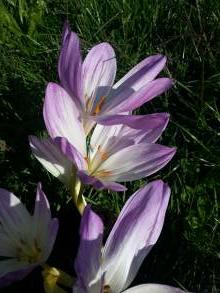 colchicum the giant