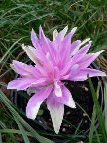 colchicum waterlily