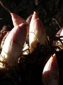 convallaria majalis prolificans