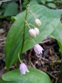 convallariaceae 
     convallaria 
     majalis 
     var. rosea 
     muguet rose