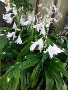 amaryllidaceae 
     crinum 
     moorei 
     Album 
     crinum, crinole