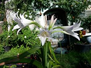 crinum powellii album