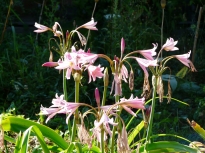 crinum powellii2