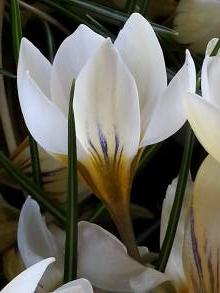 iridaceae 
     crocus 
     chrysanthus 
     Snow Bunting 
     crocus