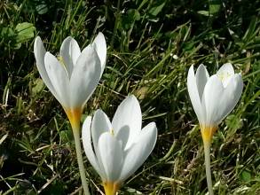 iridaceae 
     crocus 
     kotschyanus 
     ssp. kotschyanus 
     crocus