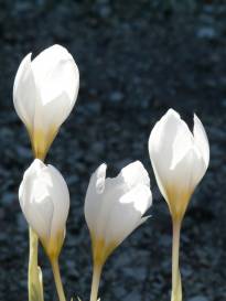 crocus niveus