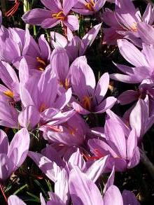 crocus sativus