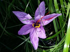 iridaceae 
     crocus 
     sativus 
      
     crocus, safran